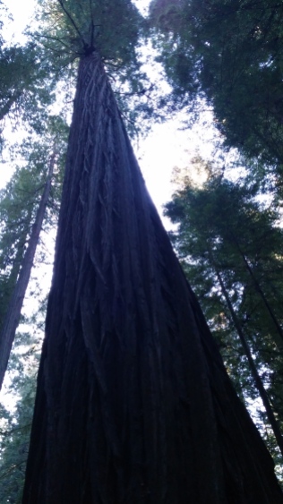 Redwood forests, absolutely amazing